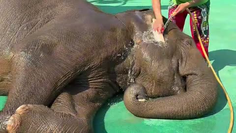 🐘💦 Elephant Enjoys Bath Time at the Zoo! 🎉