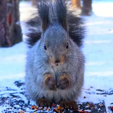 "Squirrel’s Snack Heist Caught on Camera! 🍿🐿️"