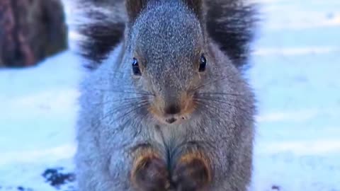 "Squirrel’s Snack Heist Caught on Camera! 🍿🐿️"