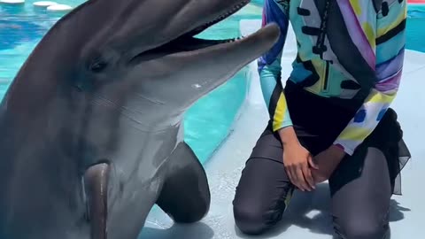 Dolphins