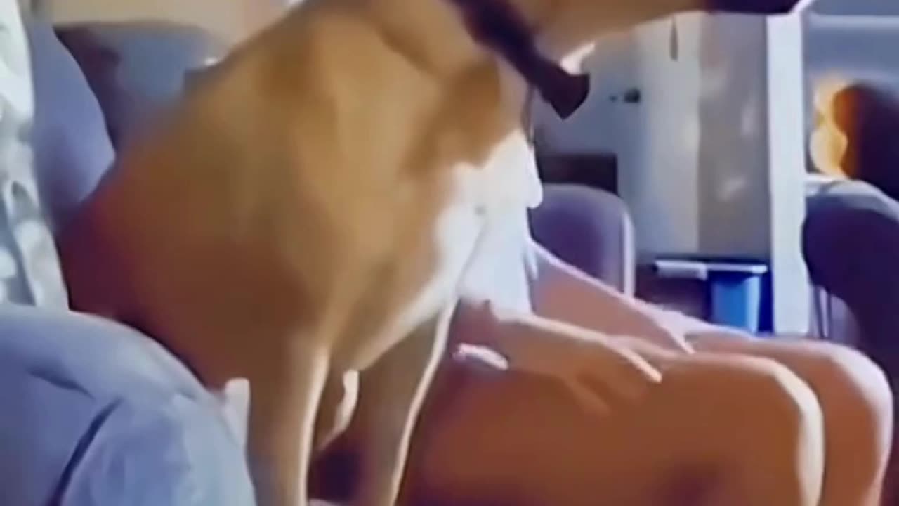 FUNNY ANIMAL COMPILATIONS - PART 58
