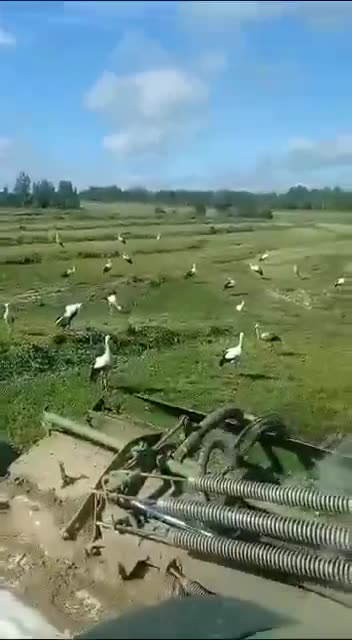 Storks in a freshly mown field are looking for prey