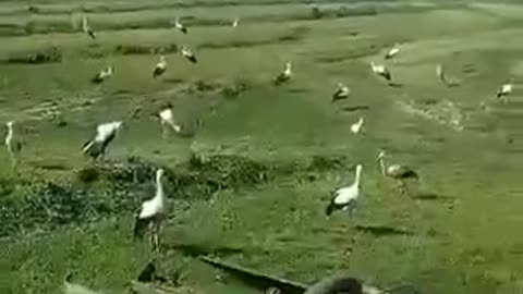 Storks in a freshly mown field are looking for prey