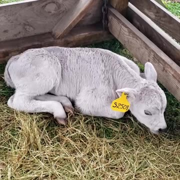 New Murray Gray Calf REJECTED By Mom!