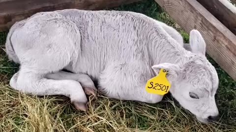 New Murray Gray Calf REJECTED By Mom!