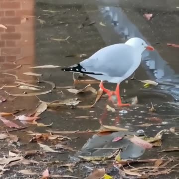 Seagull loves splashing in the puddle