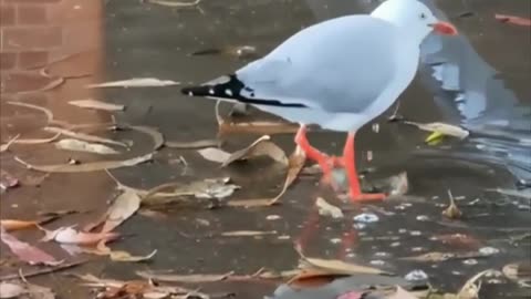 Seagull loves splashing in the puddle
