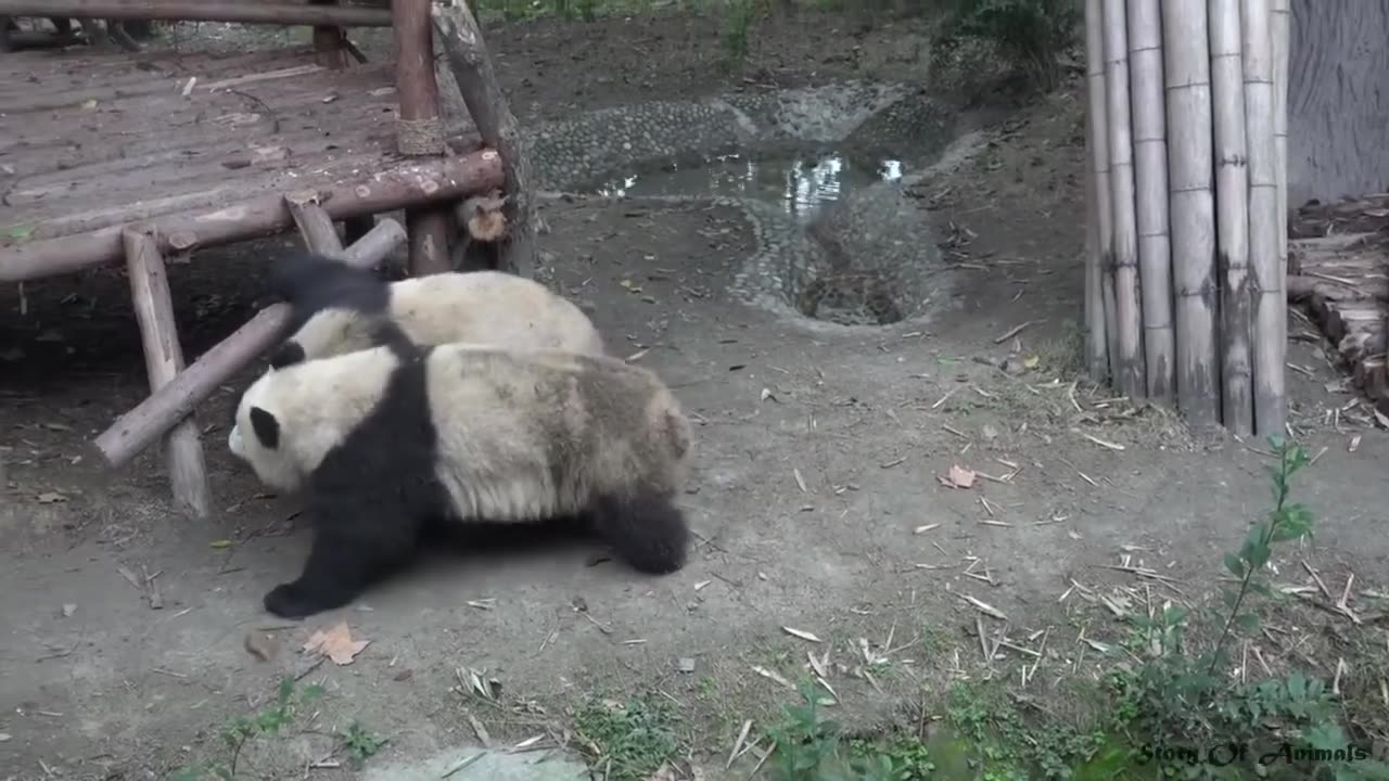 Very Cute Little Panda