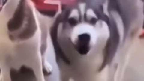 The Saluki is considered one of the oldest dog breeds,