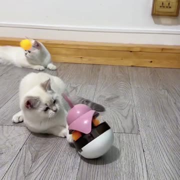 Cat Tumbler Ball Toys