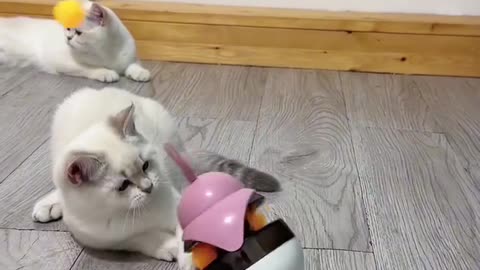 Cat Tumbler Ball Toys