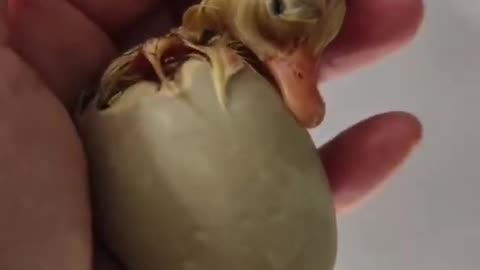 انڈہ کھولتے ہی میں چیخ پڑا#Unexpected #babychicks #DuckEgg #BabyChick