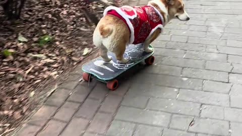 Who is this puppy?