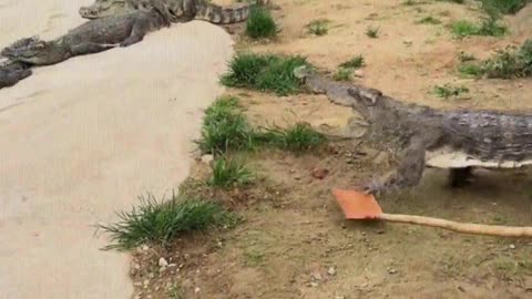 The crocodile is afraid of the shovel.