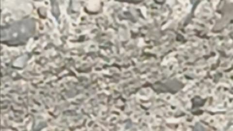 Italian wall lizard