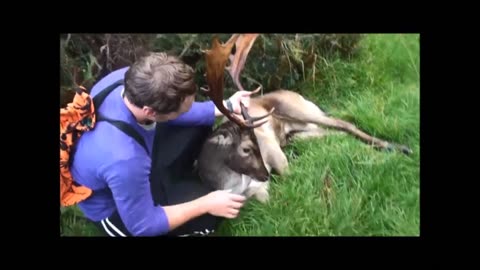 Fallow stag hunt