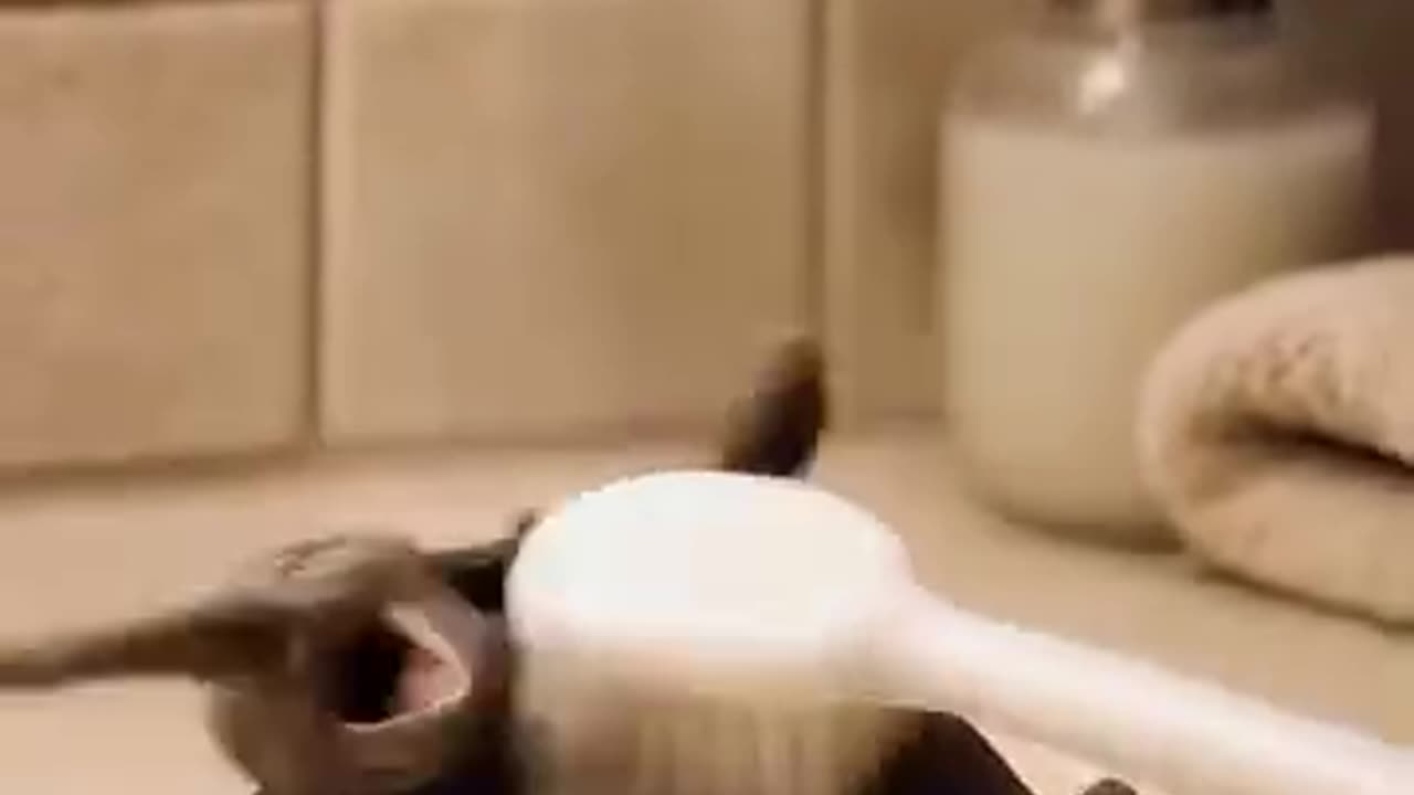 The Laughing Elephant and the Brush
