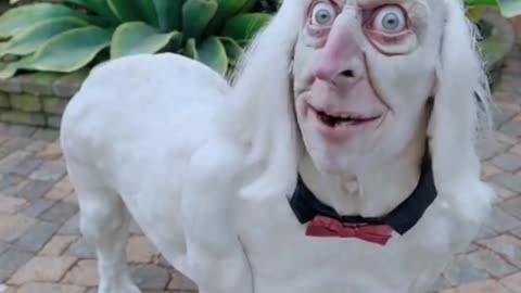 what dog is this