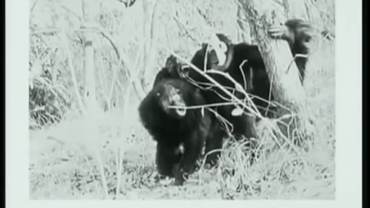 Robert Sapolsky: The Uniqueness of Humans