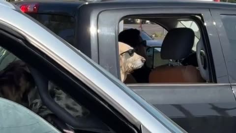 😎🐶 Too Cool for the Riff Raff! | FunFM
