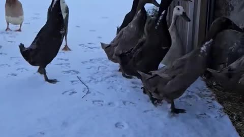 We come out when it’s springtime 🤣