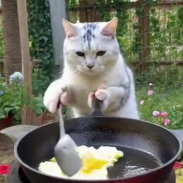 Cat Chef , Chef Whiskey