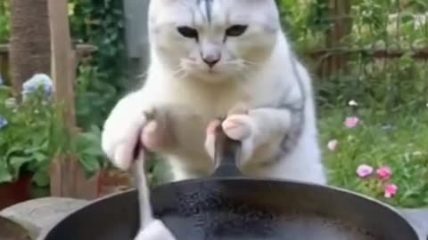 Cat Chef , Chef Whiskey