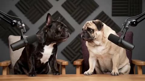 Why Dogs Think Baths Are the Ultimate Betraya