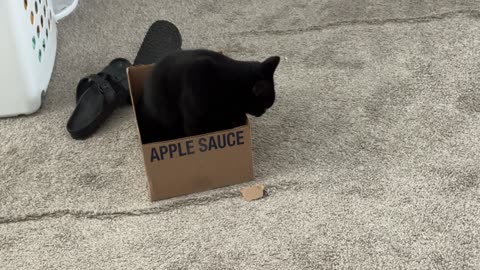 Cute Precious Piper Inspects a Shipping Box - Adopting a Cat from a Shelter Vlog