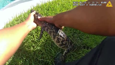 BODYCAM: Officers Rescue Baby Alligator From Swimming Pool In Fulshear Texas