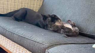 😂🐱 When Kittens Try Too Hard and Fail Hilariously! | FunFM