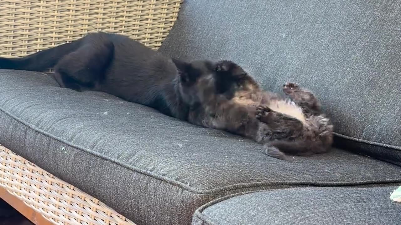 😂🐱 When Kittens Try Too Hard and Fail Hilariously! | FunFM