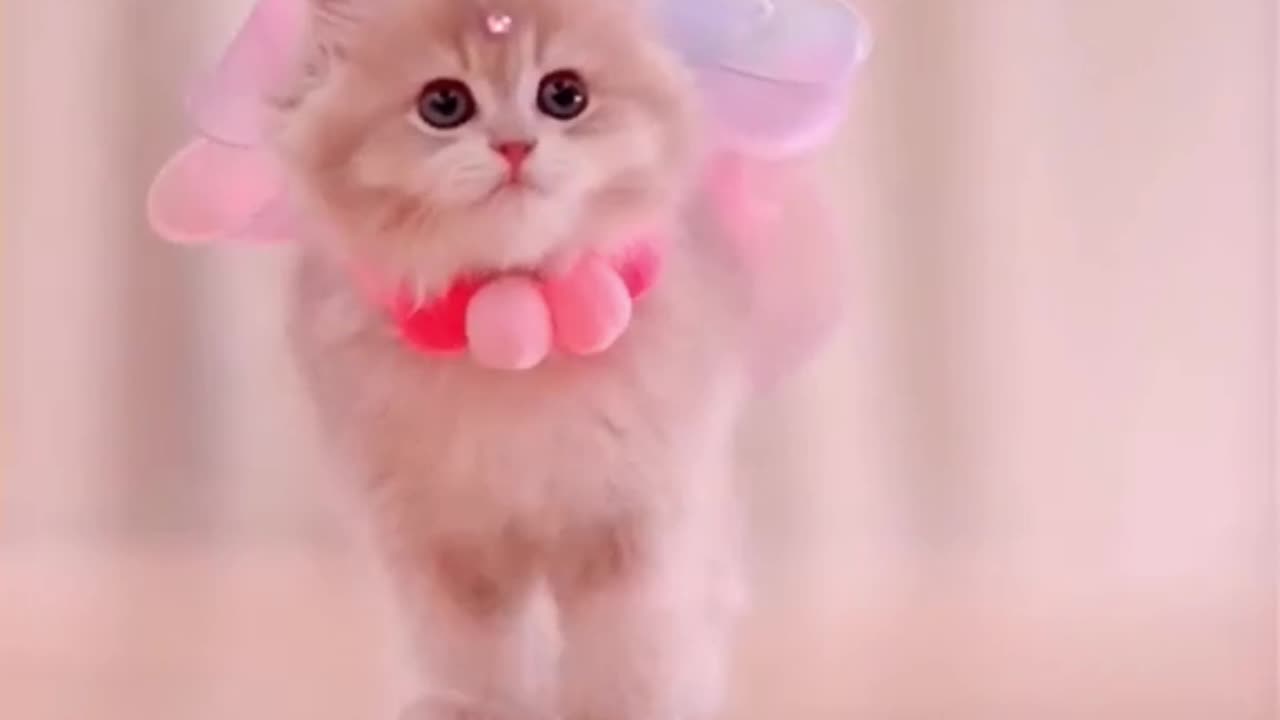 Can You Handle This Much Cuteness? Choose a Kitten! 🐾
