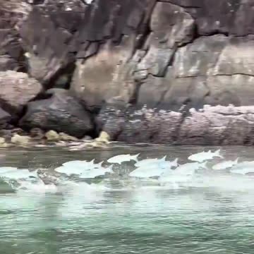 100 m fish hurdles.. 😅