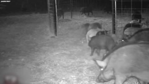 Fascinating : PIG Generation Warfare - outsmarting the feral, extremely intelligent enemy + links to related