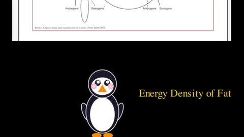 🐧PENGUINS- ANTARCTICA 😎