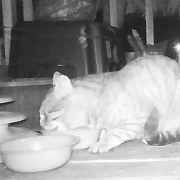 EA S167 - Really Hungry Bright Eyes