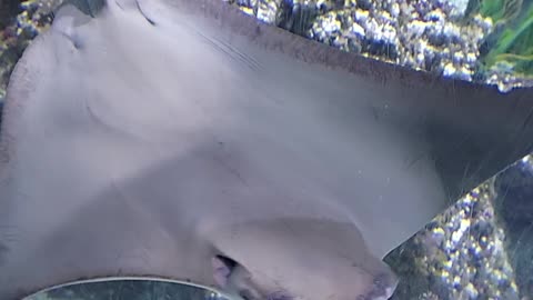 mantaray