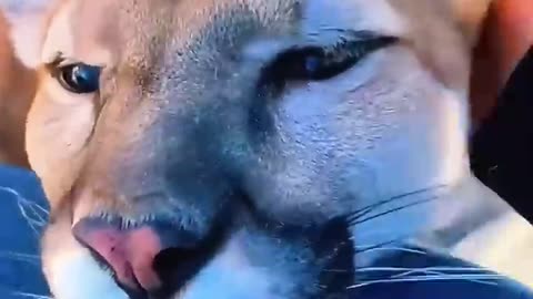 A man saved a mountain lion and raise it with love 🦁💛 #Viral #Love # Animal