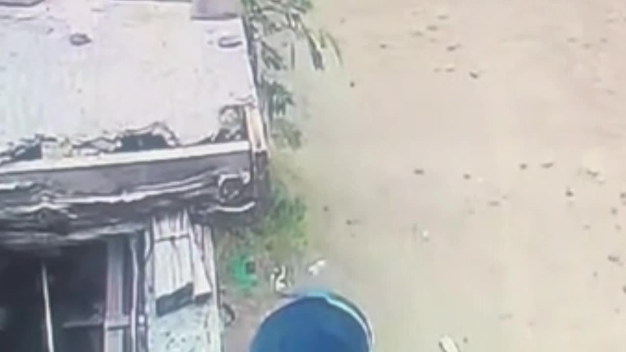 Perro se cae de segundo piso