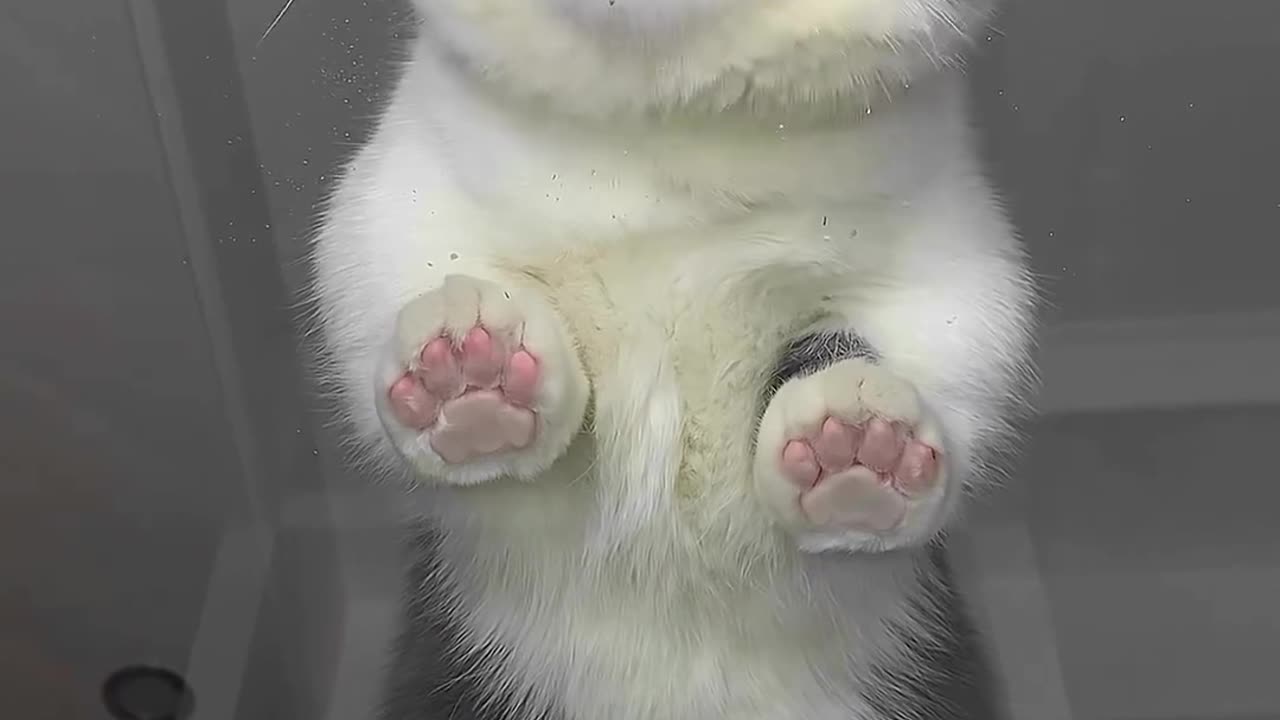 cat funny