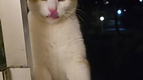 Why this cat Hit me🥹