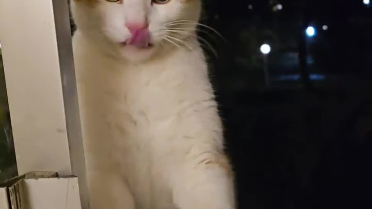 Why this cat Hit me🥹