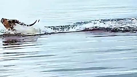 animals