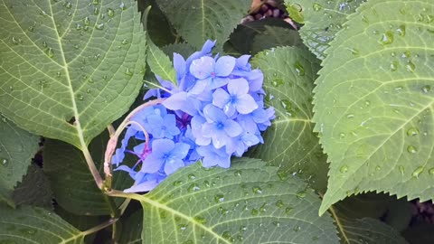 Hydrangea