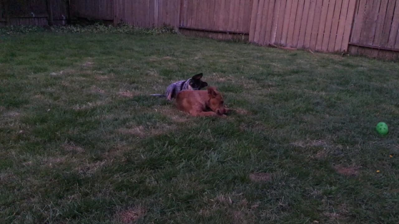 late night chew session