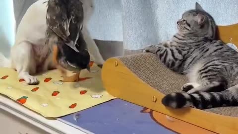 Duck vs Dog 😂