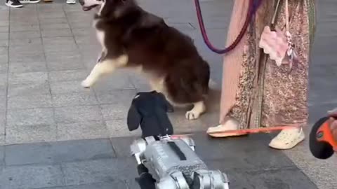 A Robot Dog🤖 Meets a Real Dog"🦮