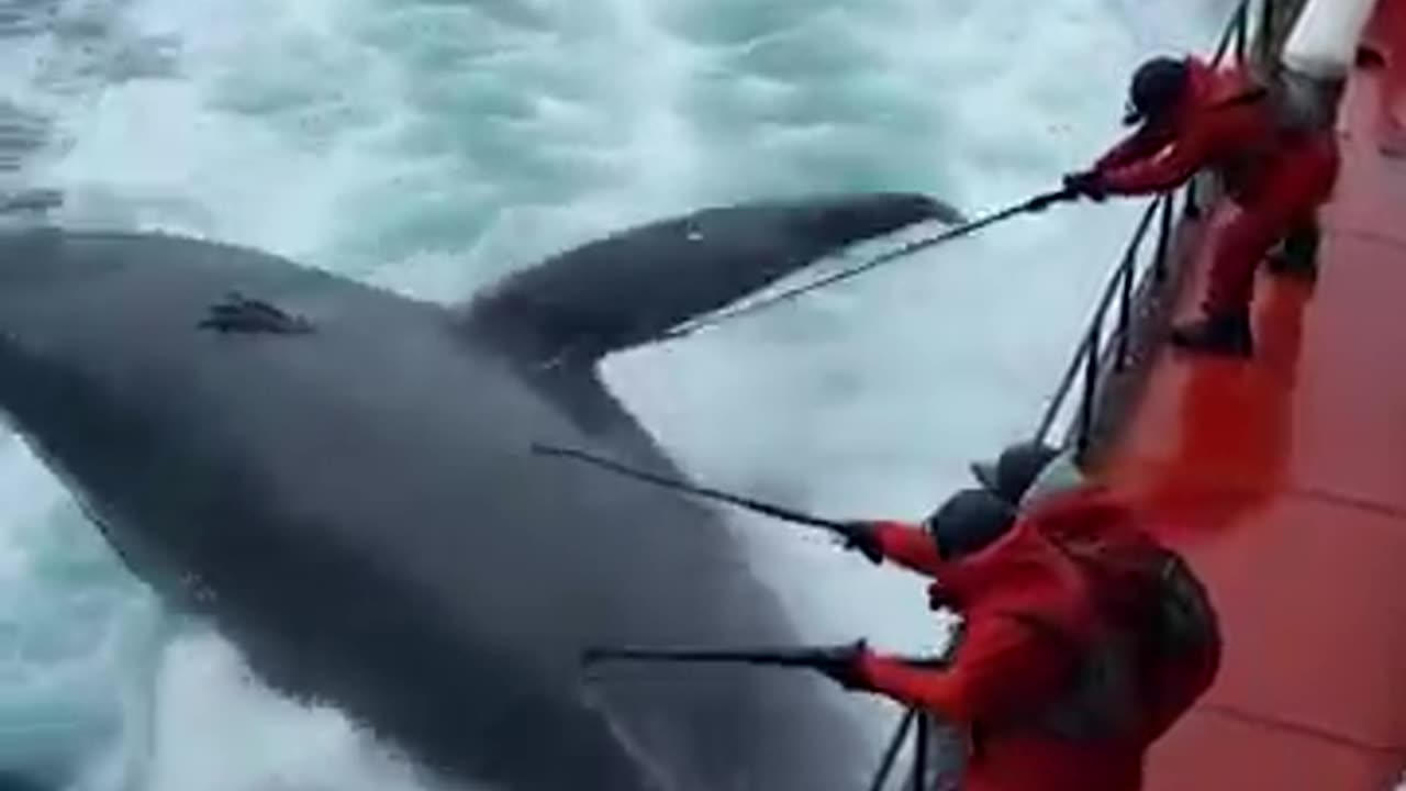 POLAR BEAR Swallowed By Giant Sea Creature – Unbelievable Rescue Mission!