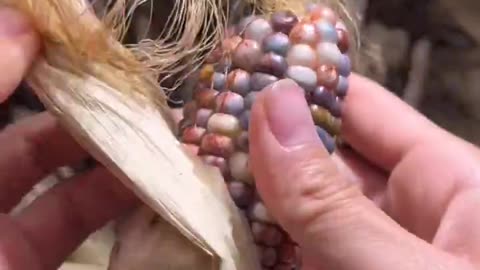 The Glass Gem Corn is a mix of ancient Pawnee, Osage and Cherokee varieties